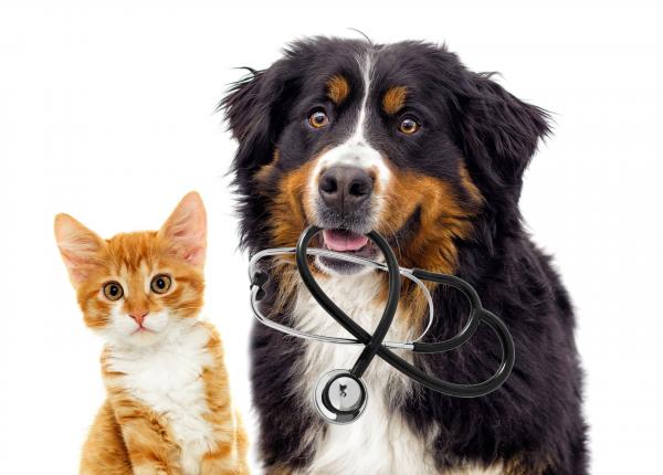 A dog with a stethoscope and a kitten