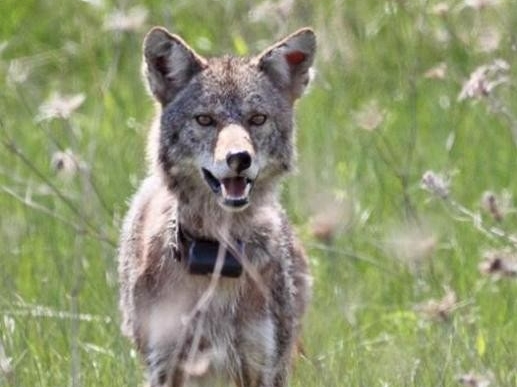 Coyote standing in tall green grass.