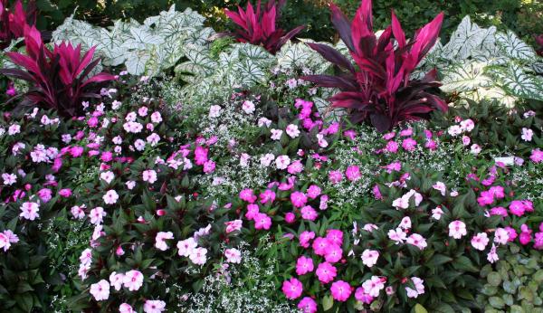 Colorful purple and pink flowers