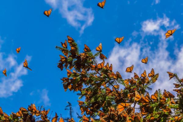 A hoard of monarch butterflies.