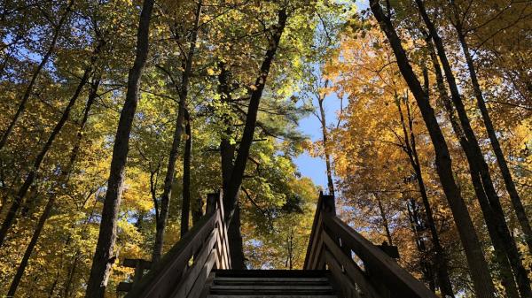 Upward shot of a forest.