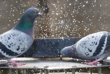 Two Pigeons drinking from a fountain.