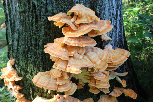 Orange fungi growing on a tree