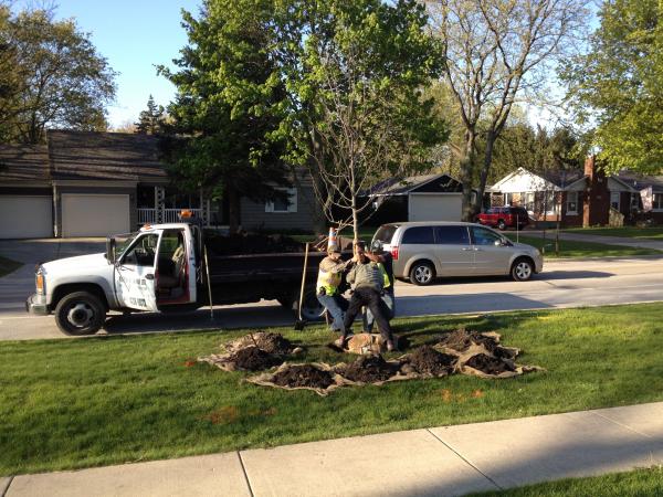 City workers planting a tree.