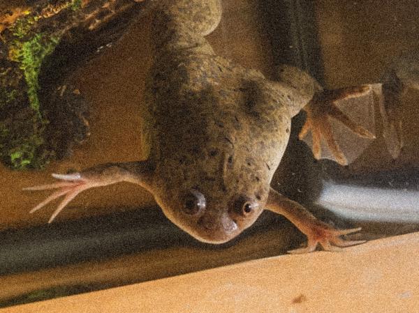 An African Clawed Frog swimming in a tank.