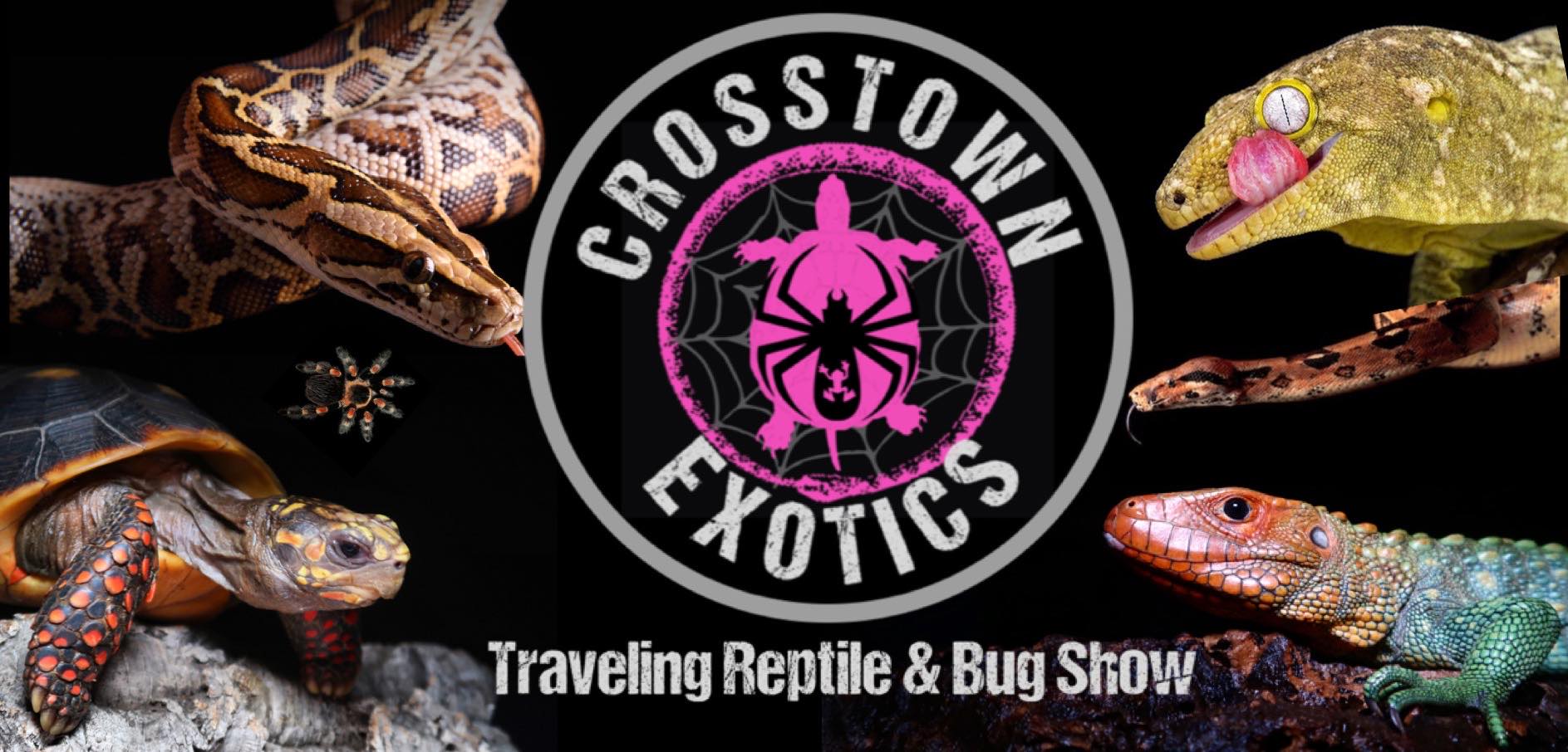 Crosstown Exotics logo and reptiles.