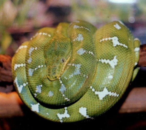 A green snake curled up on a branch.