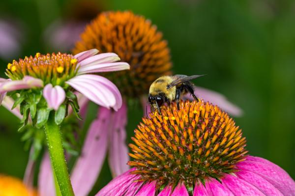 A bee pollinating a bright pink daisy.