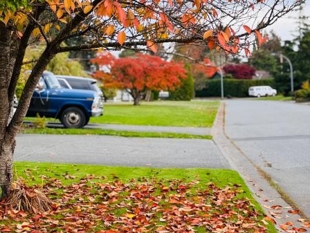 leaves falling from a tree into a yard.