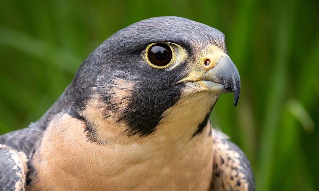 Peregrine Falcon