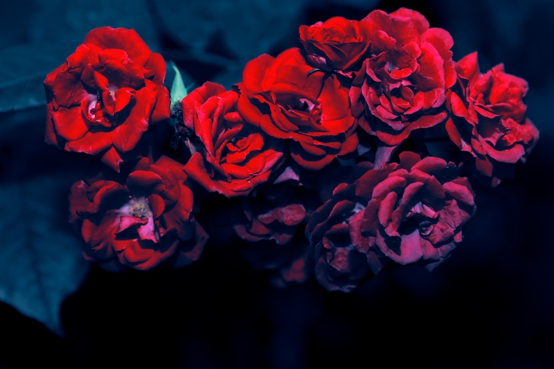 A bundle of roses set against a dark background.