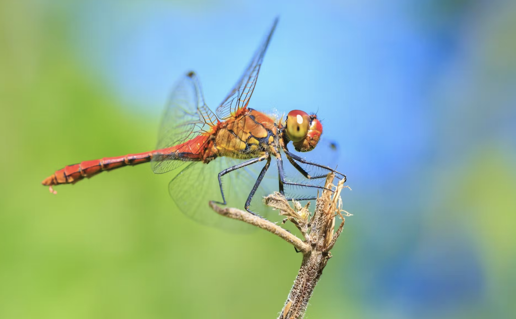 A ruddy darter dragonfly.