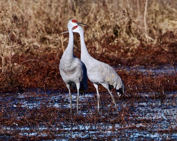 A pair of sandhill cranes.