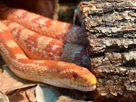 Zed the Corn Snake