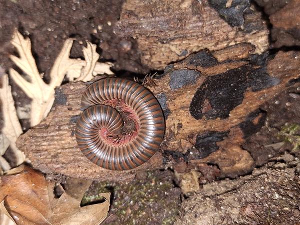 Millipede curled up on tree bark.