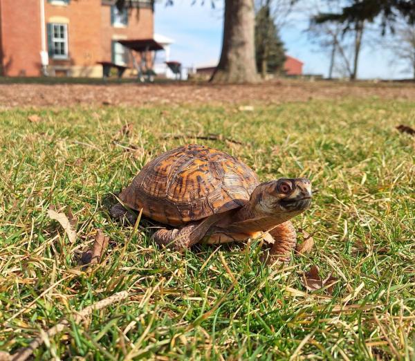 Sir Charles the eastern box turtle on a patch of grass.
