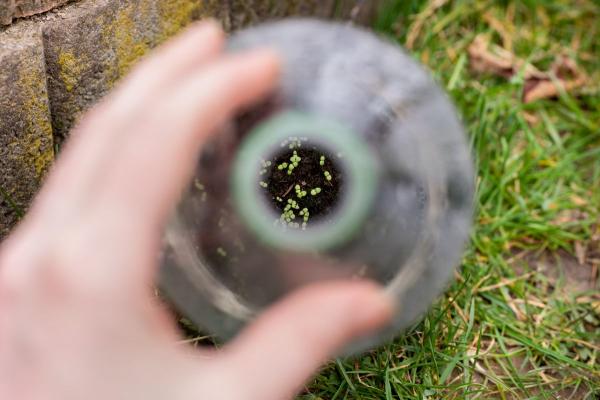 Black-eyed susan seedlings in a bottle