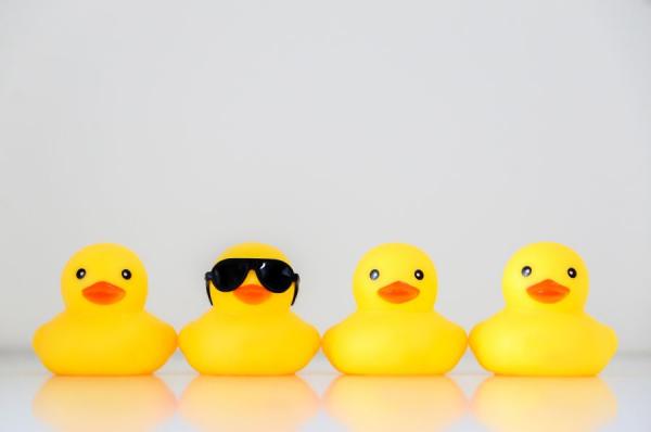 Various yellow rubber ducks.