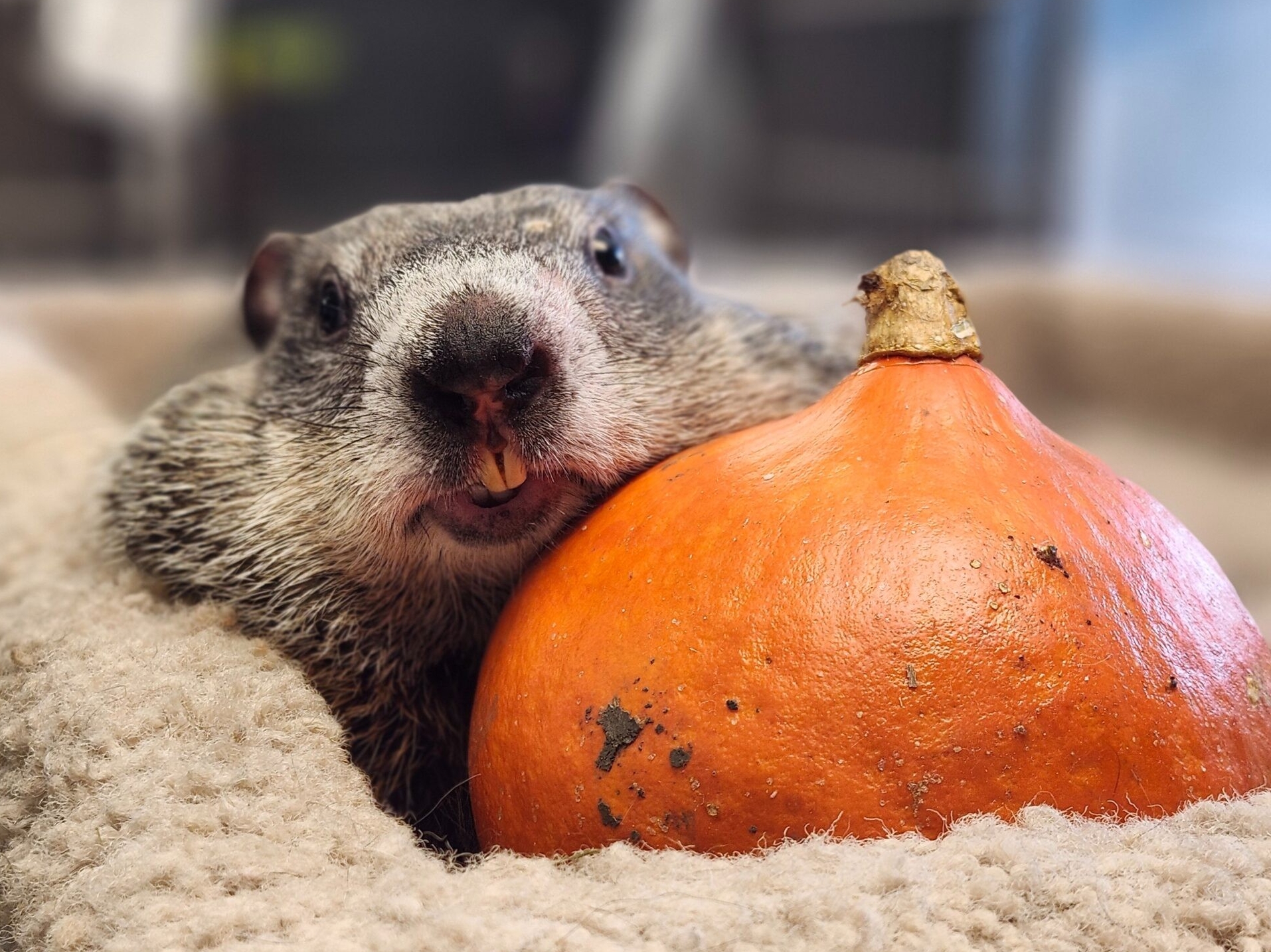 Wanda the groundhog laying next to a pumpkin.
